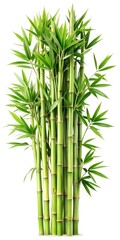 Obraz premium Green bamboo with leaves isolated on white background with clipping path and full depth of field 