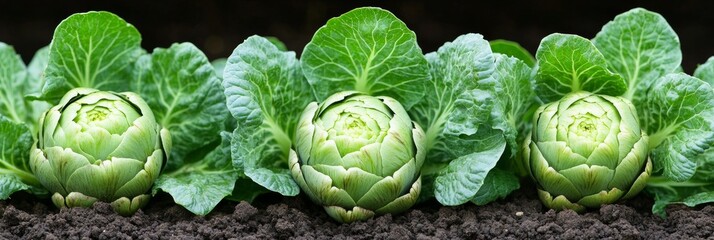Fototapeta premium Thriving Artichoke Trio Close-Up of Fresh Organic Crops in Garden, Shallow Depth of Field
