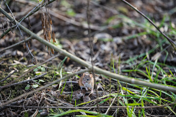 wood mouse on the background of spring grass and tree branches