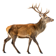 deer isolated on white background
