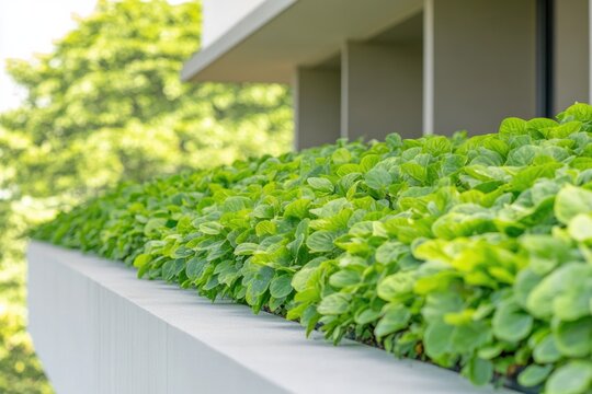 Lush greenery adorns modern architecture, showcasing vibrant fol