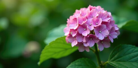 Fototapeta premium Wilted leaves of a hydrangea clinging to its stem, flower, garden, natural