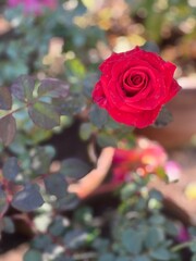 Colorful flowers and pots on deck, Boho postcard mix of clover flowers and leaves POV