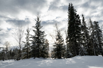 Snowcapped trees in winter in Finland.