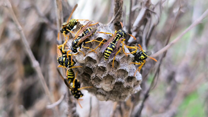 wasps sitting on the nest close up