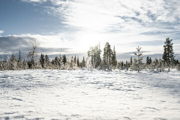 Snow covered forest in North Finland on a sunny winter day. Landscape background.