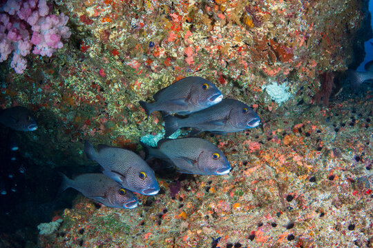 アジアコショウダイ　小笠原　東京