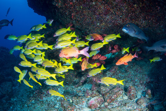 ヨスジフエダイとアカマツカサの群れ　小笠原　東京都
