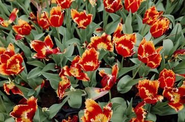 red tulips in the garden