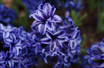 blue hyacinth flower