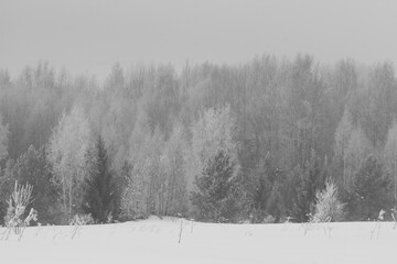 snowy forest north-eastern Europe in fog on the last day of winter