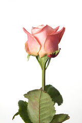 Obraz premium It's a pink rose in full bloom. 