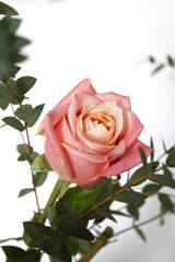 Eucalyptus pablo and pink roses.
