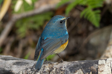 Obraz premium 後姿のルリビタキ