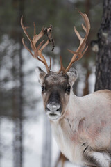 Reindeer (Rangifer tarandus) close-up in Finland in winter.