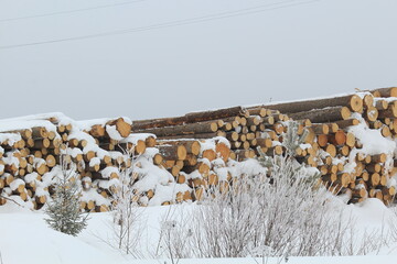 tree trunks are sawn and stacked in the forest at the end of winter