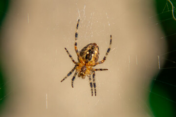 a small macro scale spider sitting on a spider web