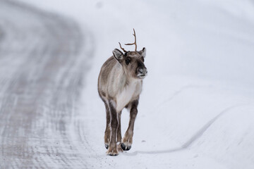Reindeer (Rangifer tarandus) walking on a street in Finland in winter.