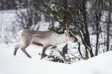Reindeer (Rangifer tarandus) walking in snow in Finland in winter.