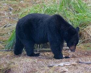 Fototapeta premium Black bear feeding on fish amidst lush green grass. Alaska, USA