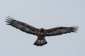 Golden eagle (Aquila chrysaetos) in flight in Finland