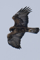 Golden eagle (Aquila chrysaetos) in flight in Finland