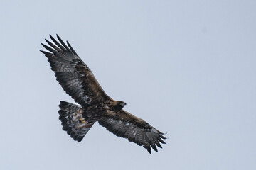Golden eagle (Aquila chrysaetos) in flight in Finland