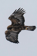 Golden eagle (Aquila chrysaetos) in flight in Finland