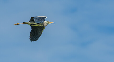 Obraz premium grey heron (Ardea cinerea) in flight