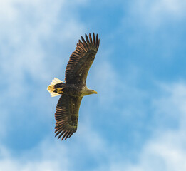 white-tailed eagle (Haliaeetus albicilla) in flight
