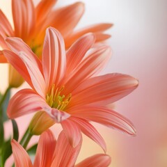 Fototapeta premium close up of orange lilies with soft background