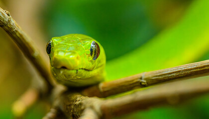 western green mamba (Dendroaspis viridis) portrait