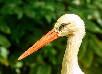 white stork (Ciconia ciconia) portrait