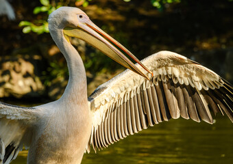 rosy or great white pelican (Pelecanus onocrotalus) spreading wings portrait