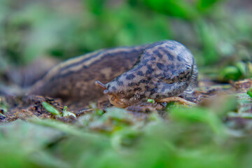 murmur a large snail without a shell walking on the green grass.