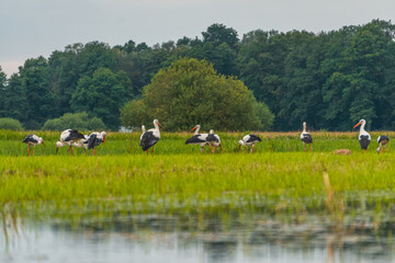 flock of wild stork birds on green wet meadows in Poland. flooded meadows after heavy rains in summer. storks are looking for frogs. wildlife and wild animals in the countryside. © Adam