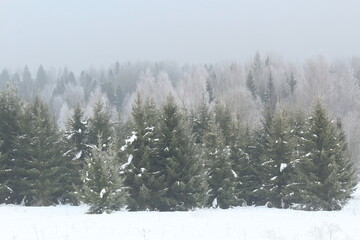 snowy forest north-eastern Europe in fog on the last day of winter