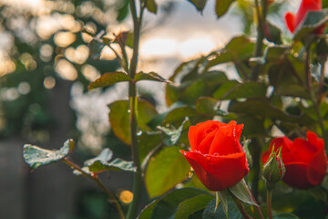 Obraz premium red rose flower bush with flower heads and water droplets on them during sunset. beautiful red roses