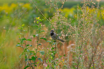 wild bird sparrow sitting on bushes in field and meadow in summer. bird among the vegetation.