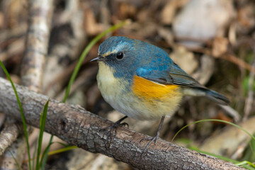 地面に落ちている木の枝の上を渡るルリビタキの雄