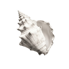 Spiral Shell: A beautifully detailed spiral seashell, showcasing its intricate textures and form, isolated.
