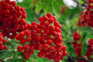 red rowan berry, rowan berries on the tree