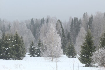 Fototapeta premium winter forest after snowfall in heavy fog