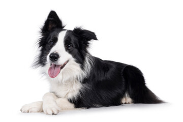 Adorable typical black and white young adult Border Collie dog, laying down side ways with front paws crossed. Looking straight ahead beside camera with mouth open. Isolated on white background.