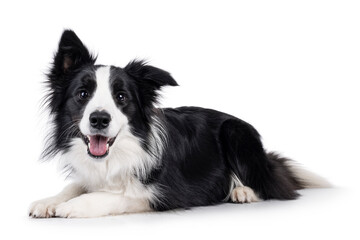 Fototapeta premium Adorable typical black and white young adult Border Collie dog, laying down side ways. Looking straight to camera with mouth open. Isolated on white background.