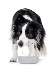 Adorable typical black and white young adult Border Collie dog, standing behind water bowl....