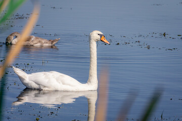 Fototapeta premium wild young water birds, swans swimming, birds in water, aquatic animals, animal family, mother's care. beautiful nature, summer, spring.