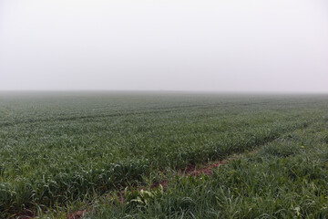 
a green field shrouded in mist with a small red band in the lower right corner.