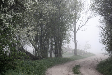 
Nature view with trees in a foggy meadow.