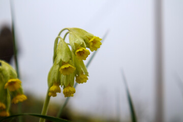 
yellow flowers with bowed petals growing in a green meadow with a foggy background.